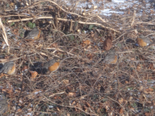 Robins warming themselves in the sun during the  freeze