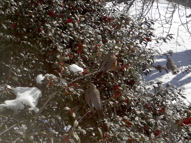 Robins in the Nelly R. Stevens holly