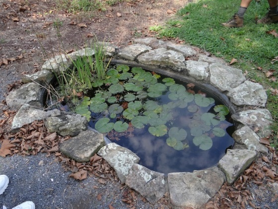 Small preformed pond – Carroll Garden Club