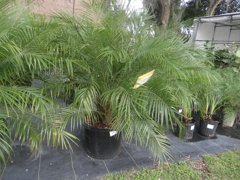 Robellini Palm tree – Carroll Garden Club